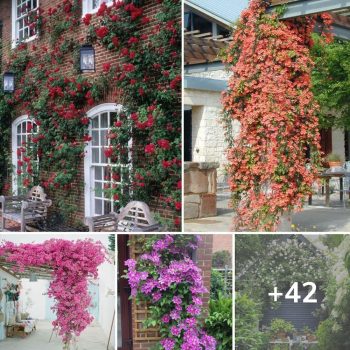 42 Most Beautiful Vines Ideas To Refreshing Your Outdoors.lqh 42 Most Beautiful Vines Ideas To Refreshing Your Outdoors.lqh