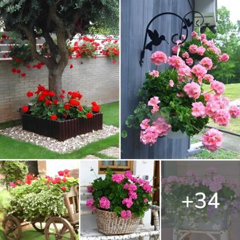 34 Gorgeous Geranium Landscaping Ideas That Will Make Your Garden Bloom with Beauty.lqh 34 Gorgeous Geranium Landscaping Ideas That Will Make Your Garden Bloom with Beauty.lqh