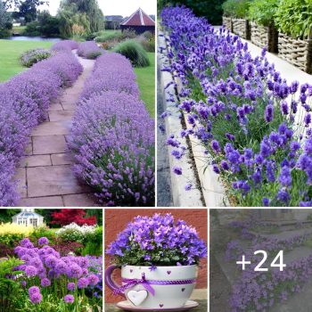 Purple Plants: 24 Magical Landscaping Ideas.lqh Purple Plants: 24 Magical Landscaping Ideas.lqh