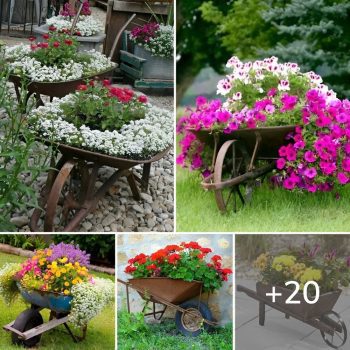 Even an old or broken wheelbarrow can be a beautiful garden decoration – 20 great ideas for inspiration.lqh Even an old or broken wheelbarrow can be a beautiful garden decoration – 20 great ideas for inspiration.lqh