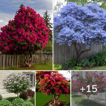 The most beautiful trees for a truly spectacular yard and garden.lqh The most beautiful trees for a truly spectacular yard and garden.lqh