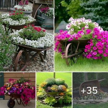 Even an old or damaged wheelbarrow may be turned into a lovely yard decoration – here are 35 terrific ideas to get you started.lqh
