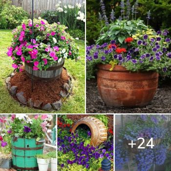 Amazing petunia: a great accent for any garden.lqh Amazing petunia: a great accent for any garden.lqh