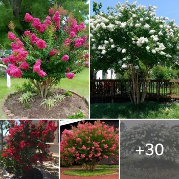 30 Beautiful Landscaping Ideas with Crepe Myrtles.lqh 30 Beautiful Landscaping Ideas with Crepe Myrtles.lqh