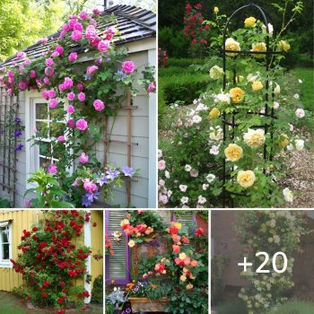Wonderful ideas for fabulous decorations in the garden with climbing roses.lqh Wonderful ideas for fabulous decorations in the garden with climbing roses.lqh