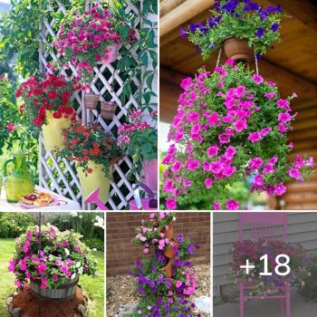 18 Amazing Things to Do with Petunias.lqh 18 Amazing Things to Do with Petunias.lqh