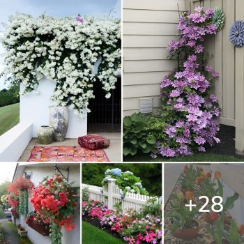 28 Captivating Backyard Flowers Ideas for Amazing Scenery.lqh 28 Captivating Backyard Flowers Ideas for Amazing Scenery.lqh