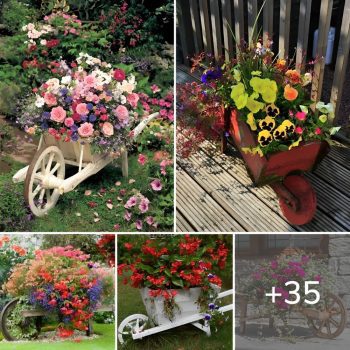 35+ Most Beautiful Wheelbarrow Planter Ideas For Your Garden.lqh 35+ Most Beautiful Wheelbarrow Planter Ideas For Your Garden.lqh