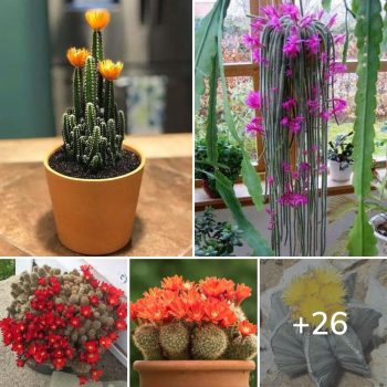 26 Best Flowering Cactus Plants To Add To Your Garden.lqh 26 Best Flowering Cactus Plants To Add To Your Garden.lqh
