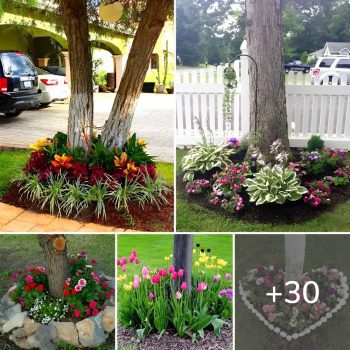 Flower ideas for under trees to add elegance to your yard.lqh Flower ideas for under trees to add elegance to your yard.lqh