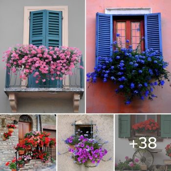 38 Beautiful ideas with dreamy flowers placed all over the house: doors, windows, stairs, but also on the terrace.lqh 38 Beautiful ideas with dreamy flowers placed all over the house: doors, windows, stairs, but also on the terrace.lqh