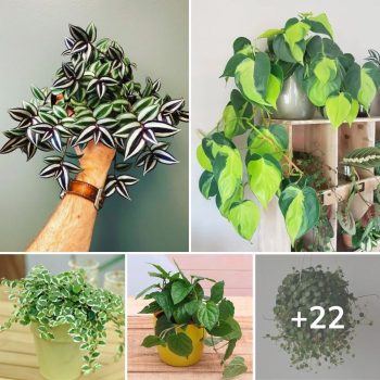 22 Easy Indoor Vine Plants and Climbers to Grow.lqh 22 Easy Indoor Vine Plants and Climbers to Grow.lqh