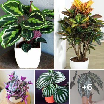 6 Colorful House Plants I Love.lqh 6 Colorful House Plants I Love.lqh