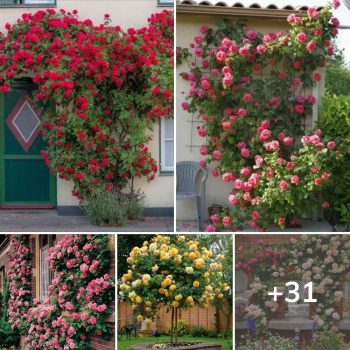 Roses in the garden – 31 stunningly beautiful ideas for inspiration.lqh Roses in the garden – 31 stunningly beautiful ideas for inspiration.lqh