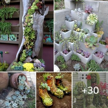 30 Captivating Backyard Succulent Gardens You Can Easily DIY.lqh 30 Captivating Backyard Succulent Gardens You Can Easily DIY.lqh