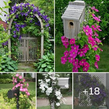 Clematis, the queen of climbing plants – great ideas for your yard and garden.lqh Clematis, the queen of climbing plants – great ideas for your yard and garden.lqh