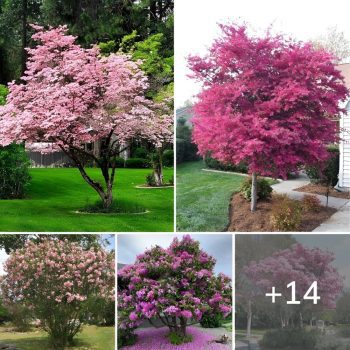 14 Most Beautiful Pink Flowering Trees in Florida.lqh 14 Most Beautiful Pink Flowering Trees in Florida.lqh