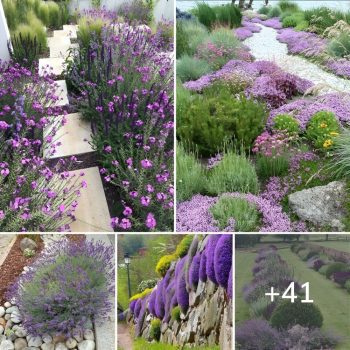 41 Stunning Yard Landscaping Ideas with Purple Plants.lqh 41 Stunning Yard Landscaping Ideas with Purple Plants.lqh