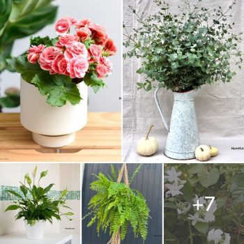 Six Odor-Absorbing Plants in the Ideal Bathroom.lqh Six Odor-Absorbing Plants in the Ideal Bathroom.lqh