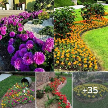35 Beautiful ideas with zinnia flower beds for colorful flowers in your yard and garden all summer long.lqh 35 Beautiful ideas with zinnia flower beds for colorful flowers in your yard and garden all summer long.lqh