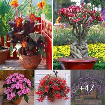 47 Best Flowers for Full Sun | Heat Tolerant Flowers for Containers.lqh 47 Best Flowers for Full Sun | Heat Tolerant Flowers for Containers.lqh