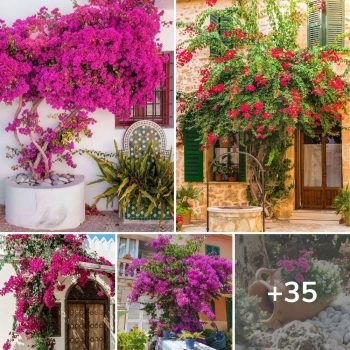 Mediterranean Garden: 35 Ideas to Transform Your Outdoor Space into Paradise.lqh Mediterranean Garden: 35 Ideas to Transform Your Outdoor Space into Paradise.lqh