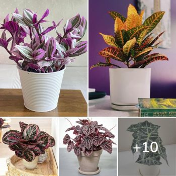 Most Colorful Houseplants You Will Love.lqh Most Colorful Houseplants You Will Love.lqh