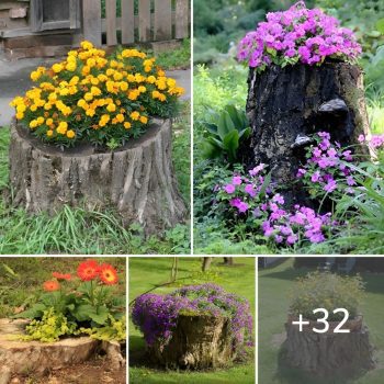 Old stumps were transformed into lovely flower beds.lqh Old stumps were transformed into lovely flower beds.lqh