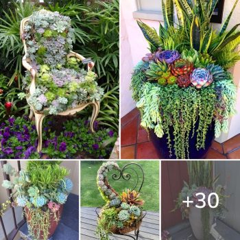 Symphony of Succulents and Large Pots: Creating Perfect Harmony.lqh Symphony of Succulents and Large Pots: Creating Perfect Harmony.lqh