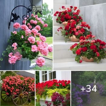 Your garden will bloom with beauty thanks to these 34 gorgeous geranium landscaping ideas.lqh Your garden will bloom with beauty thanks to these 34 gorgeous geranium landscaping ideas.lqh