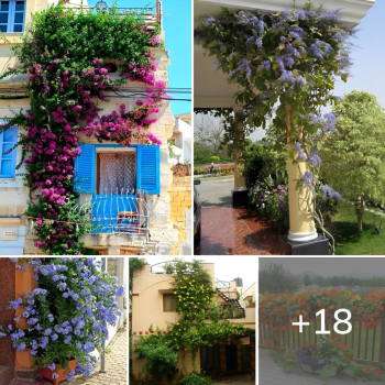 18 Best Vines and Climbers for Balcony and Patio.lqh 18 Best Vines and Climbers for Balcony and Patio.lqh