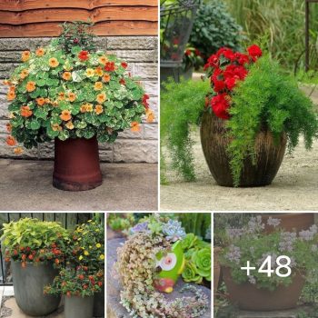 48 Best Spiller Filler Thriller Plants for Your Home and Garden.lqh 48 Best Spiller Filler Thriller Plants for Your Home and Garden.lqh