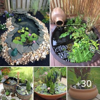 Water Garden Ideas For A Tranquil Outdoor Design.lqh Water Garden Ideas For A Tranquil Outdoor Design.lqh