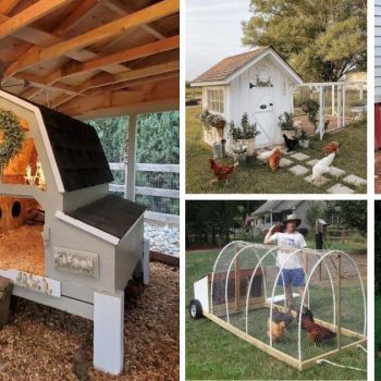 30 Creative Chicken Coop Ideas to Optimize Space for Your Flock 30 Creative Chicken Coop Ideas to Optimize Space for Your Flock